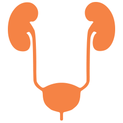 Paediatric Nephrology - conditions involving the kidneys and urinary tract.