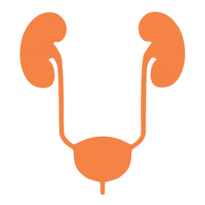 Paediatric Nephrology - conditions involving the kidneys and urinary tract.