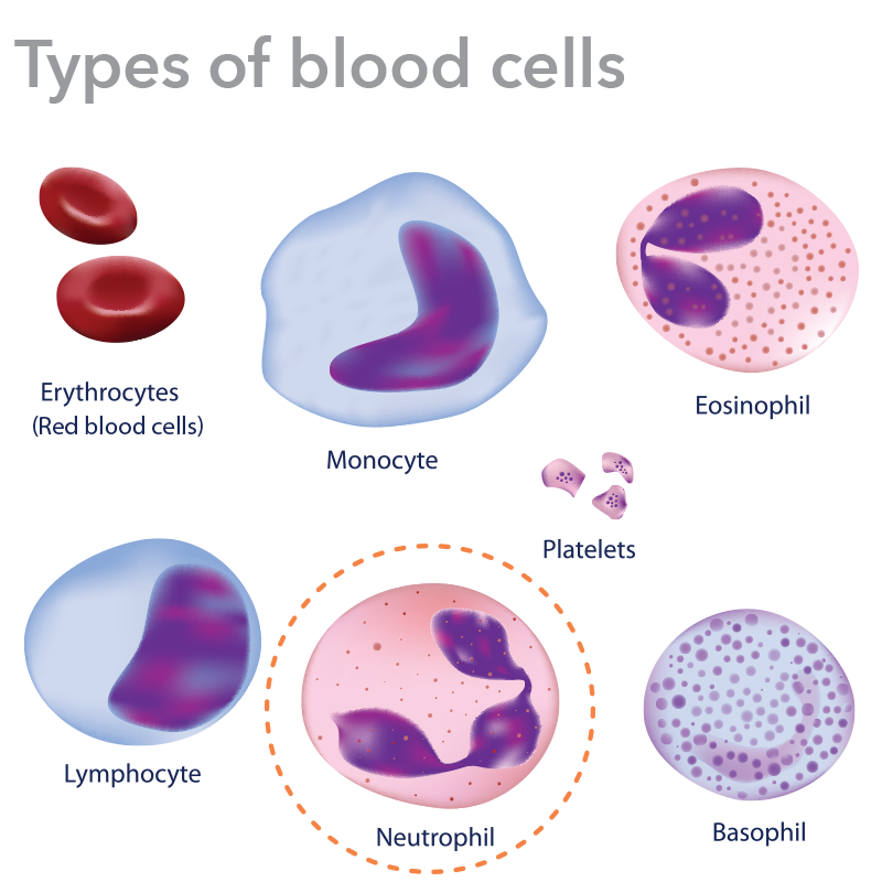 Blood Is Composed Of Three Main Types Of Cells Red Blood Cells