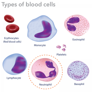 Blood is composed of three main types of cells: Red blood cells, platelets and white blood cells which include neutrophils