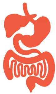 Paediatric Gastroenterology - The body's digestive system