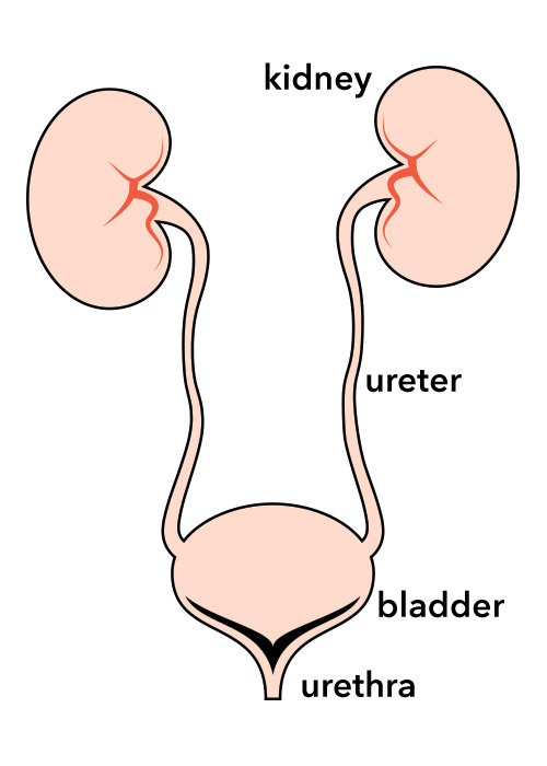 Recurrent Urinary Tract Infections (UTI) in children - kidney, ureter, bladder and urethra
