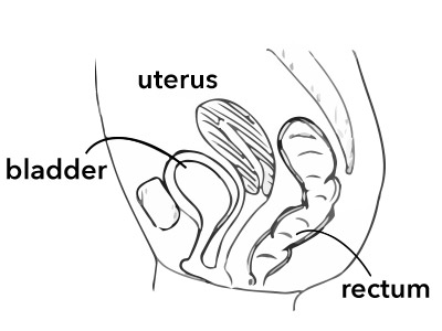 Diagram showing position of bladder, uterus and rectum in a young female